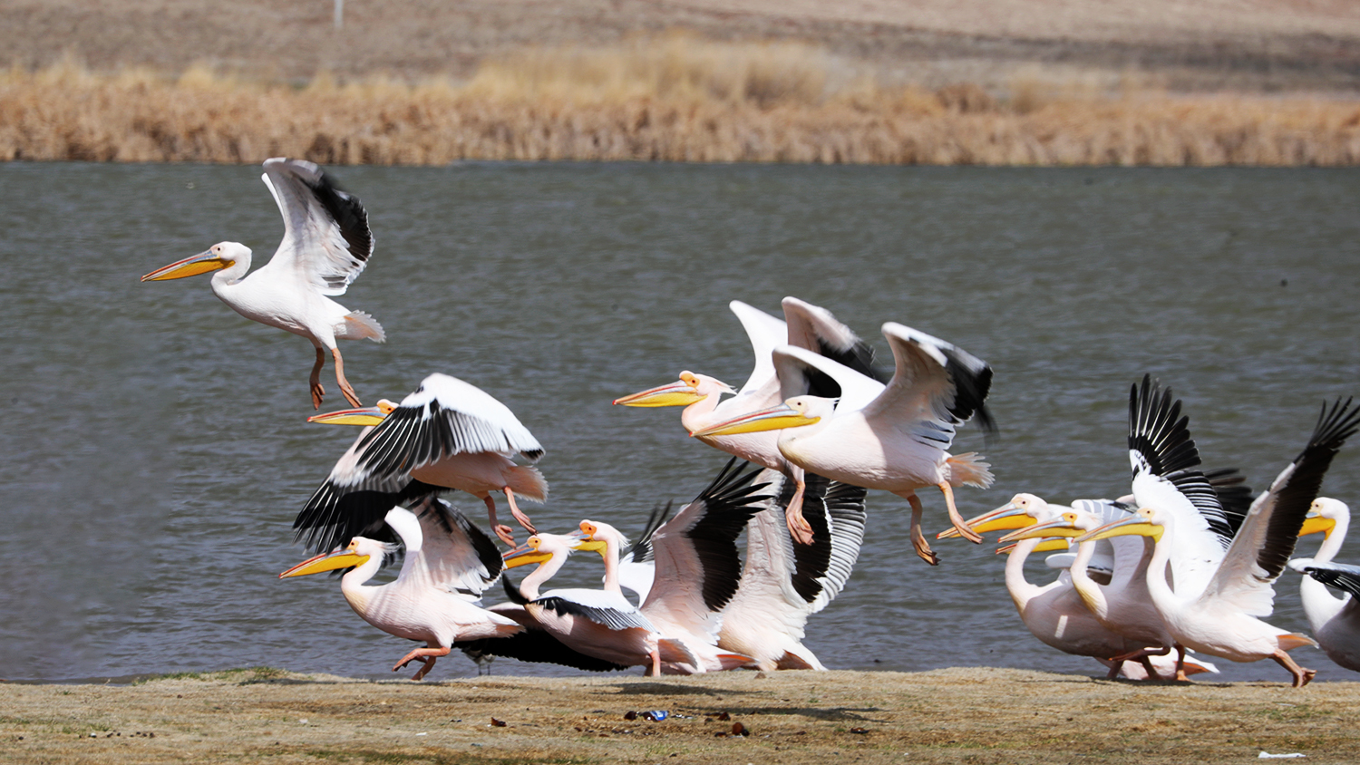 Great White Pelican